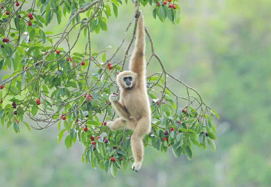 Download wallpaper for computer monkey on a tree