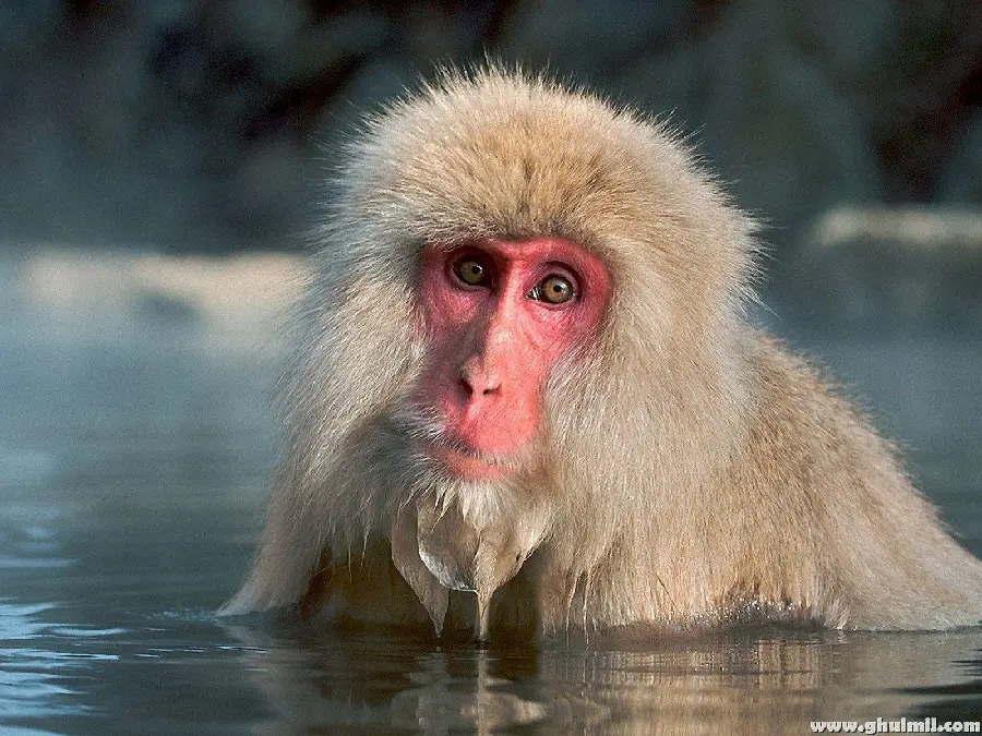 Girly monkey photo