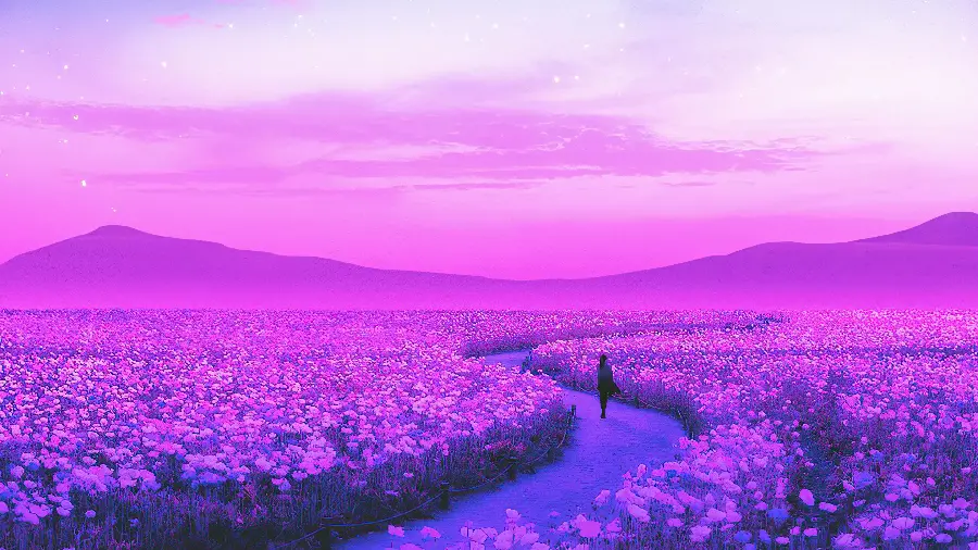 Purple Field of Lavender Flowers Free Download in HD Quality