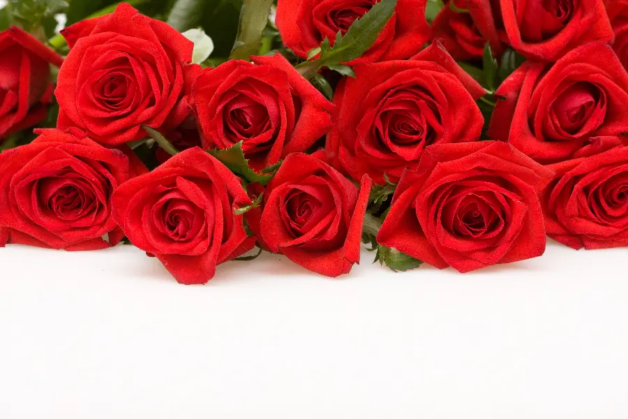 Lovely red rose photo and red rose photo with white background