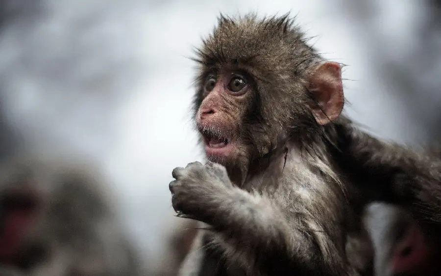 Children's monkey background