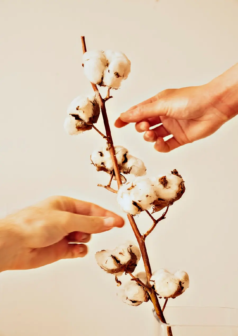 Photo of a natural cotton flower branch in hand for background