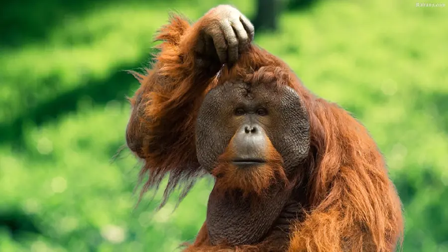 Profile photo of an orangutan thinking like a boy