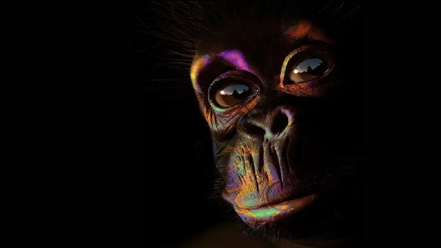 Monkey profile photo