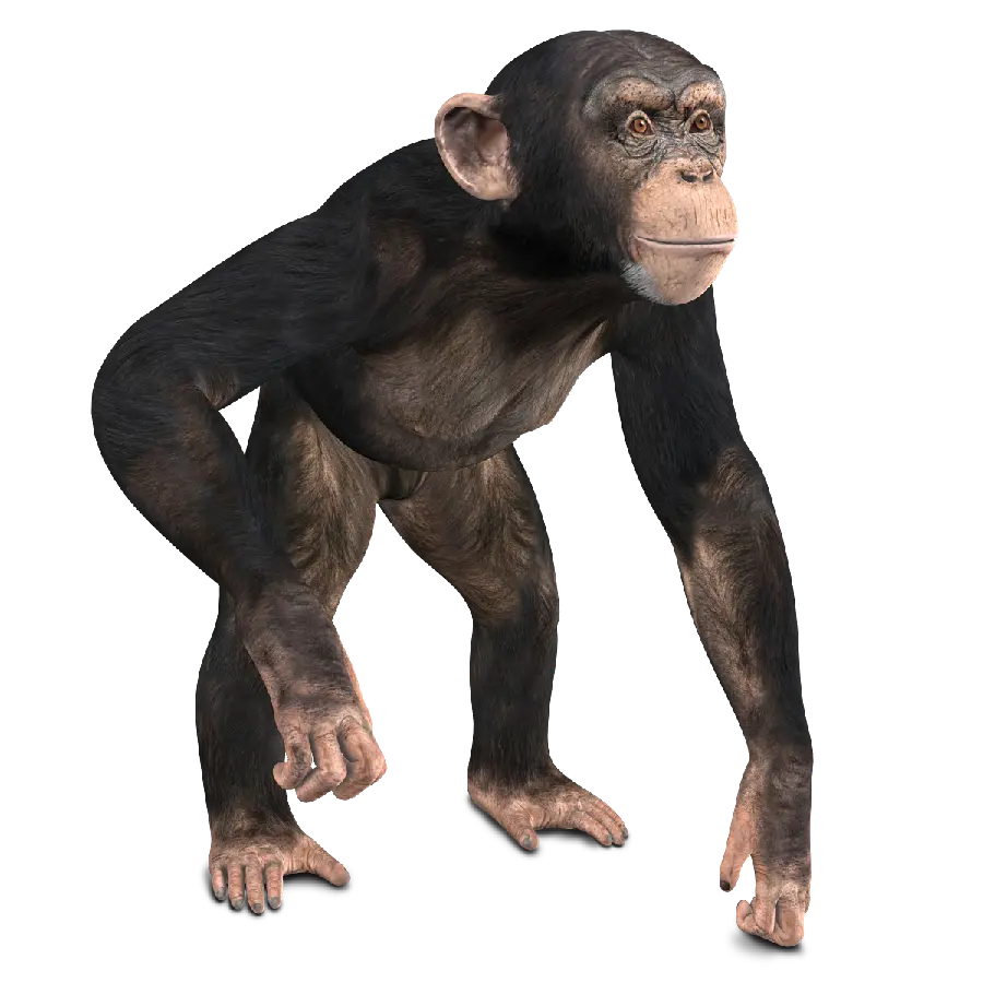 High quality png photo of chimpanzee