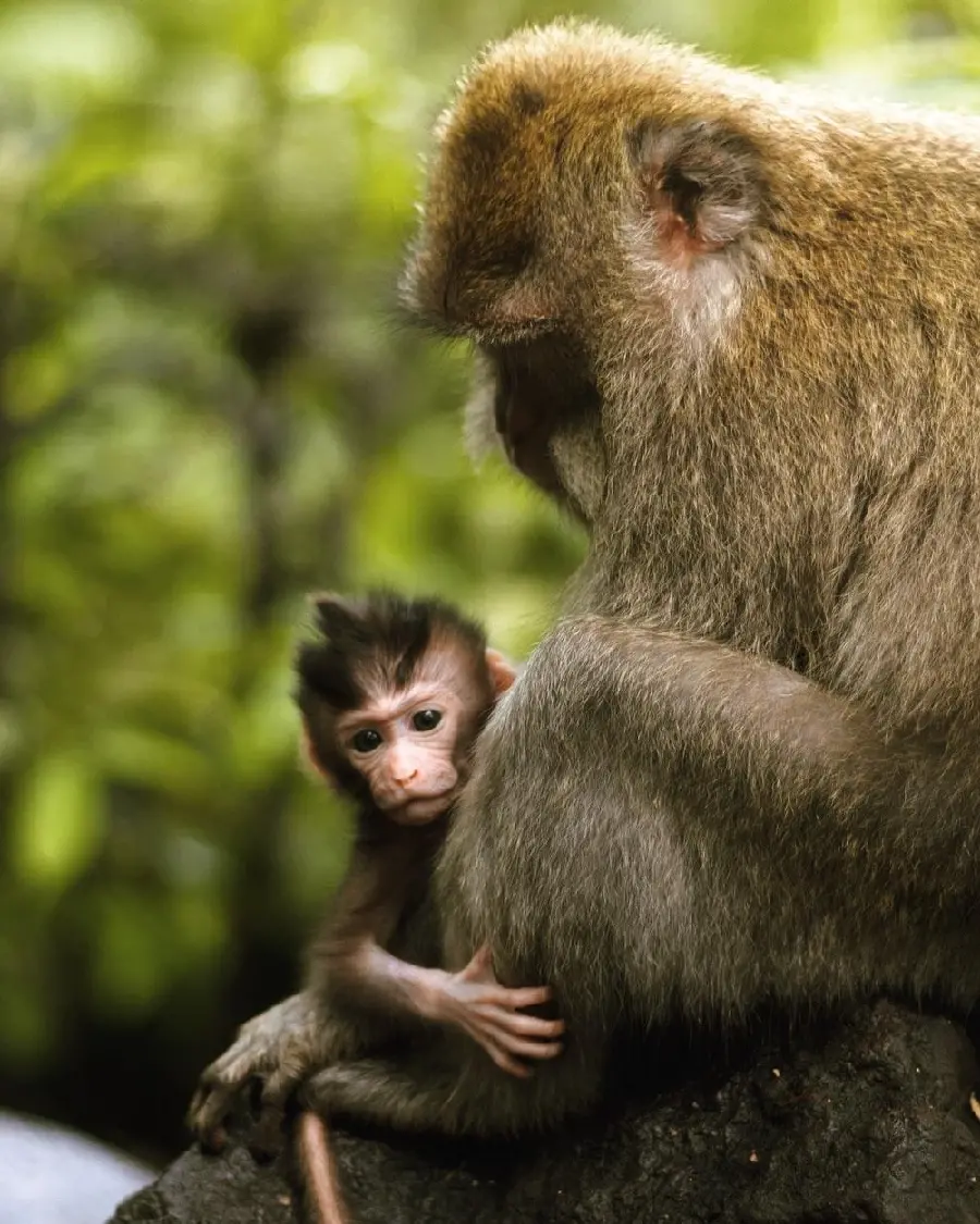 Monkey with her baby photo