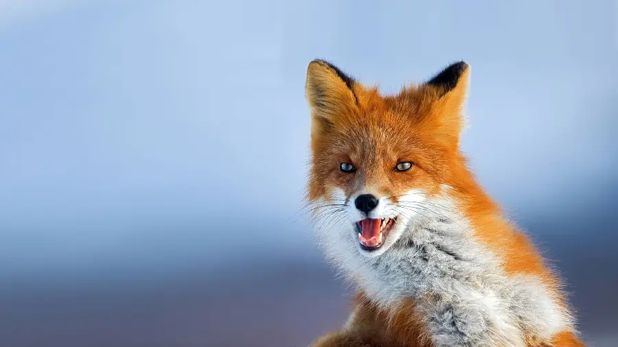 Profile photo of a red fox, a popular breed around the world
