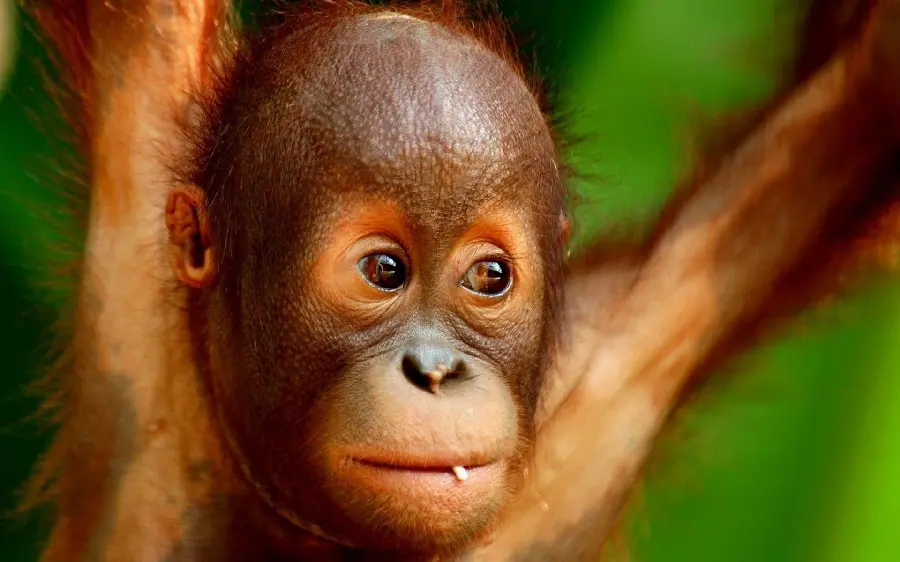 Funny Playful Baby Orangutan