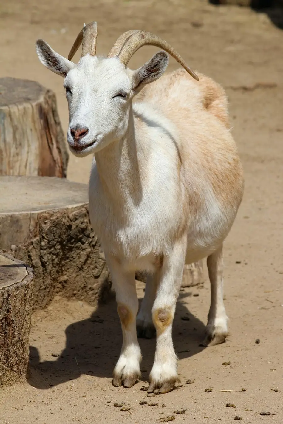 White Goat Grazing Picture