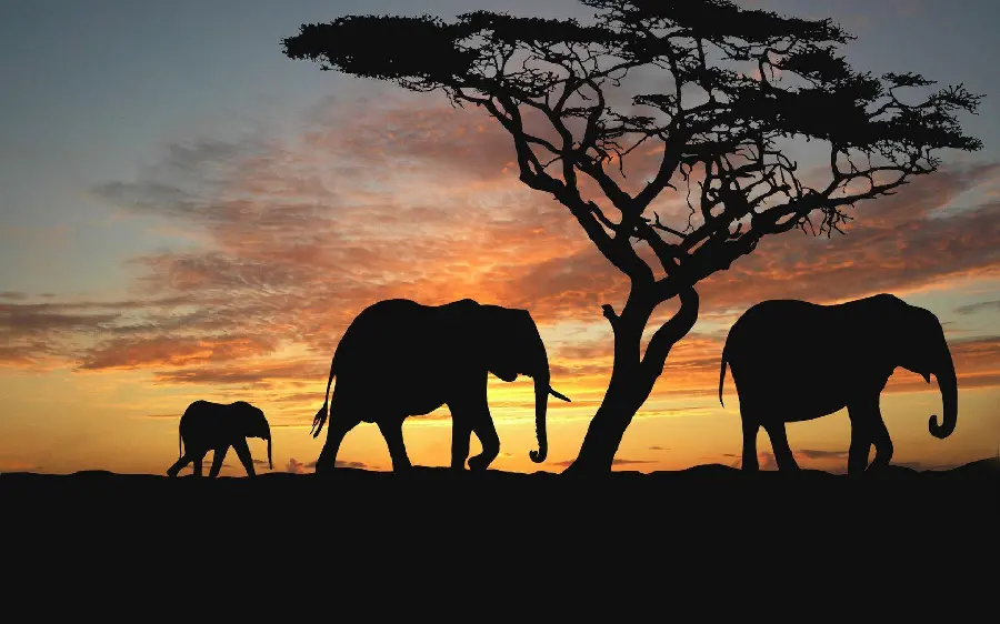 Elephant Family Photo at Sunset HD