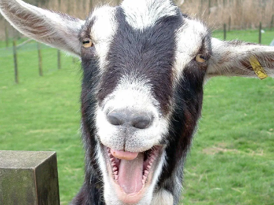 Download funny goat profile picture