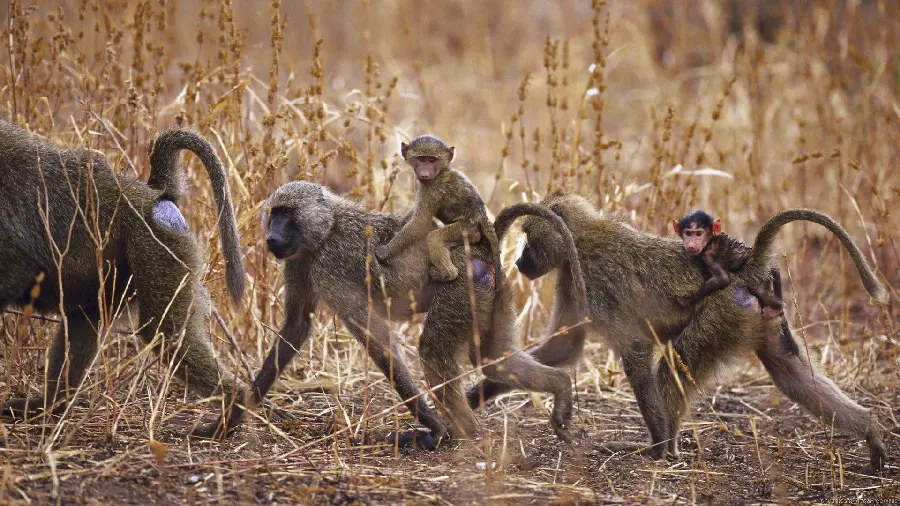 Photo of Herd of Baboons with Baby in Nature