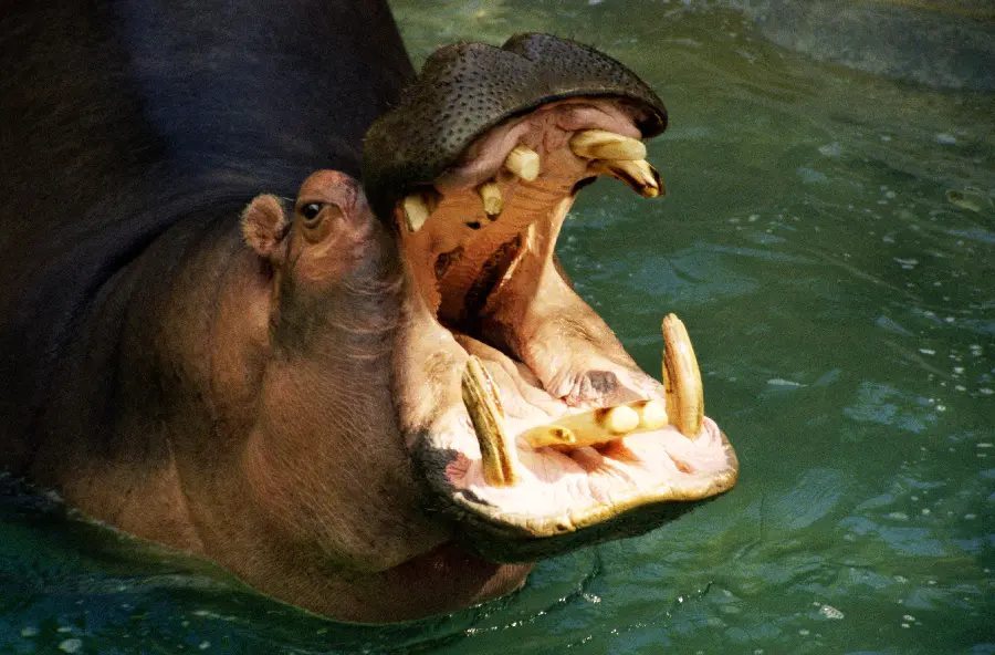 Wildlife