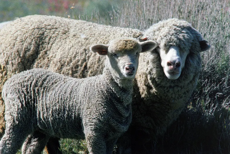 Photo of a lamb and sheep and furry animals