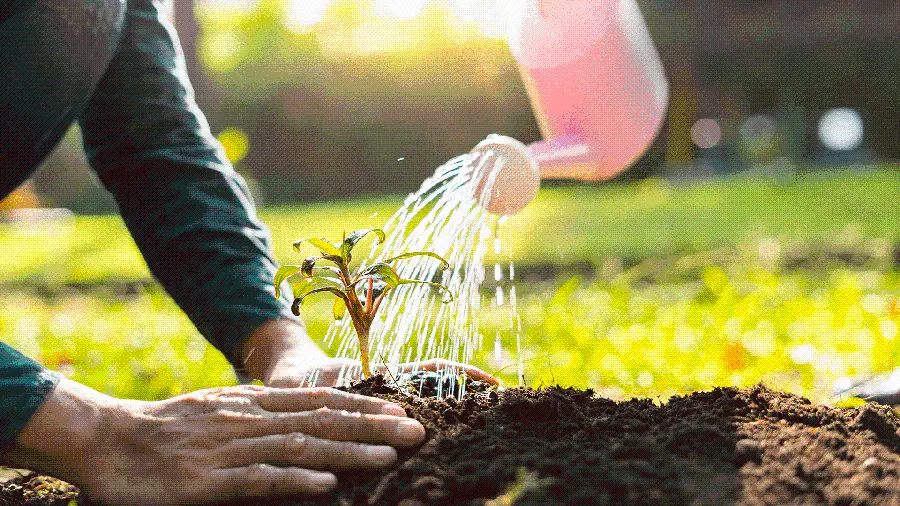 Arbor Day Stock Photo for Instagram Post and Story