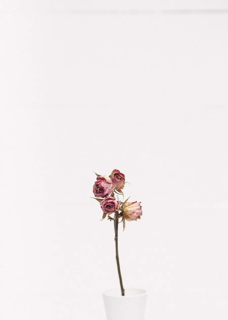 Download dried flower photo
