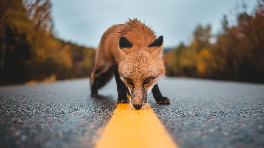 High-quality fox background with the best photography angle