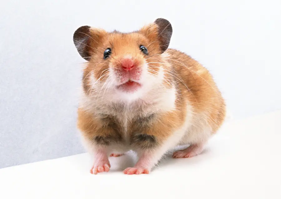 Animal Studio Photo