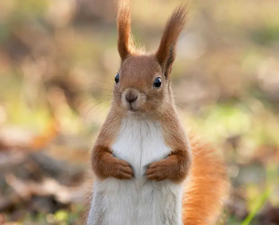 Wildlife Documentary Photos