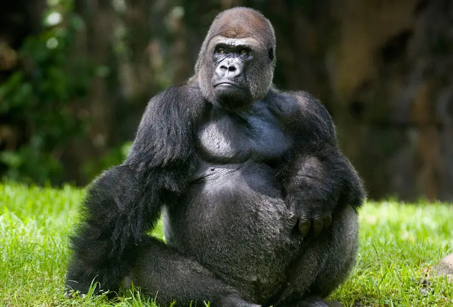 Photo of a real large gorilla with Full HD quality