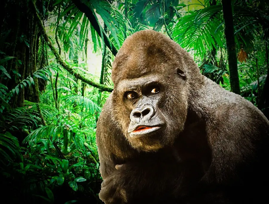 Silverback gorilla Suitable for profile pictures