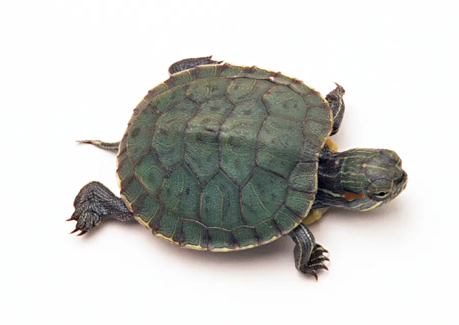 Turtle Profile Picture