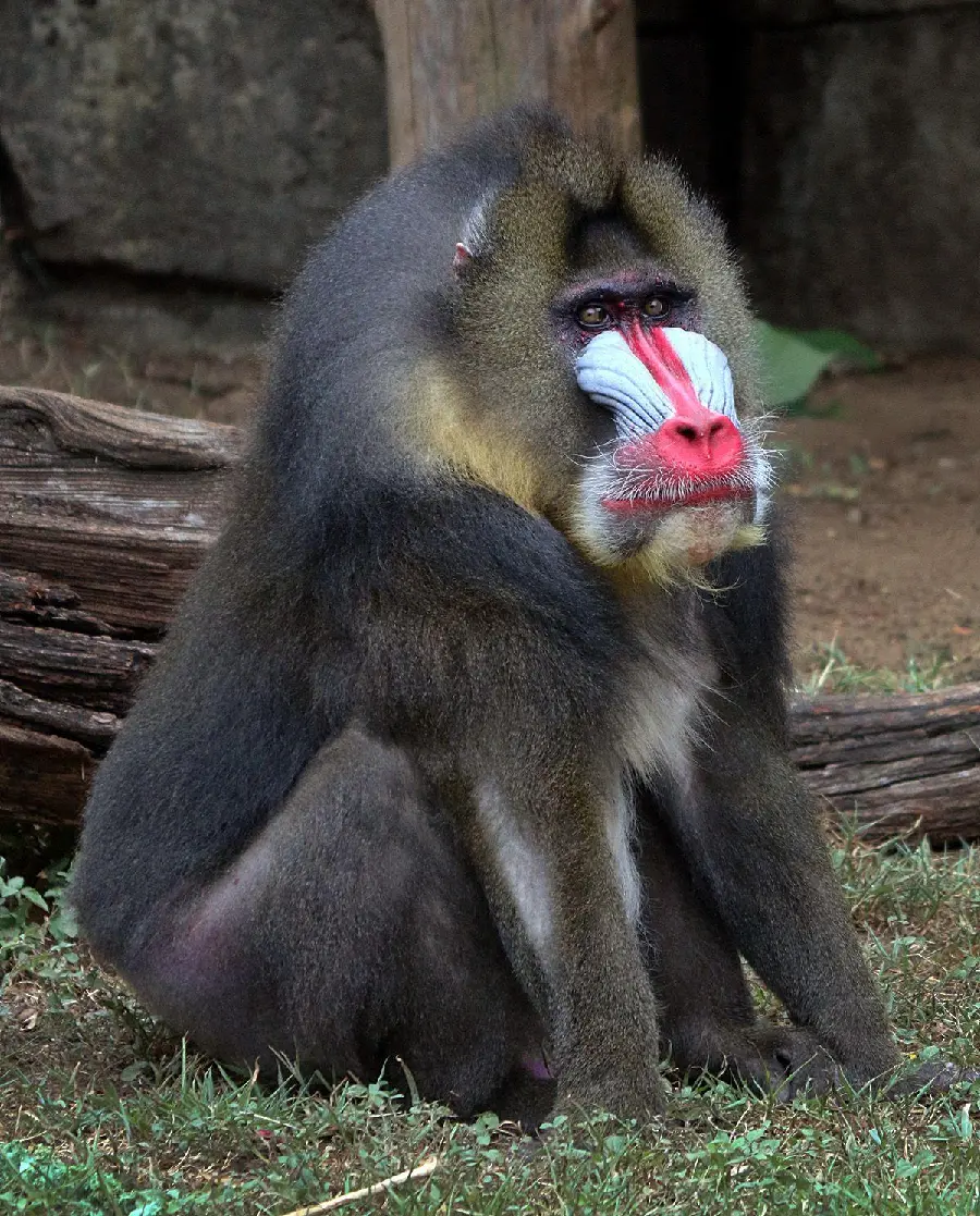 Photo of a large and adult mandrill or king baboon in the zoo with a red nose