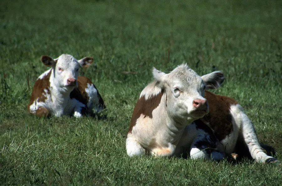 Cow and calf in wildlife documentary