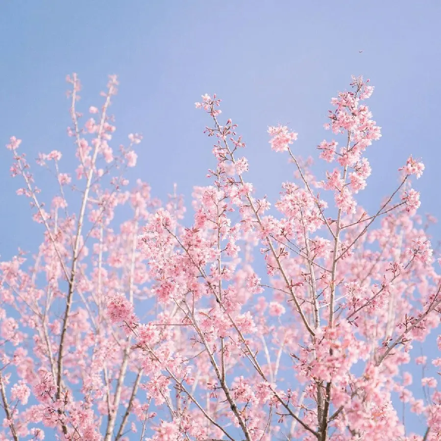 Download photo of pink blossoms of a large tree