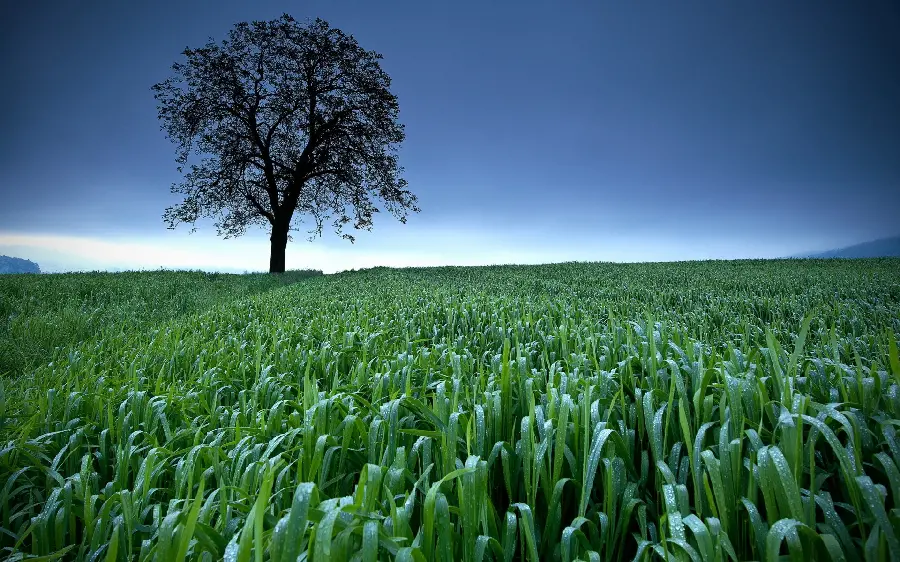 Tree and Arboriculture Theme Photo