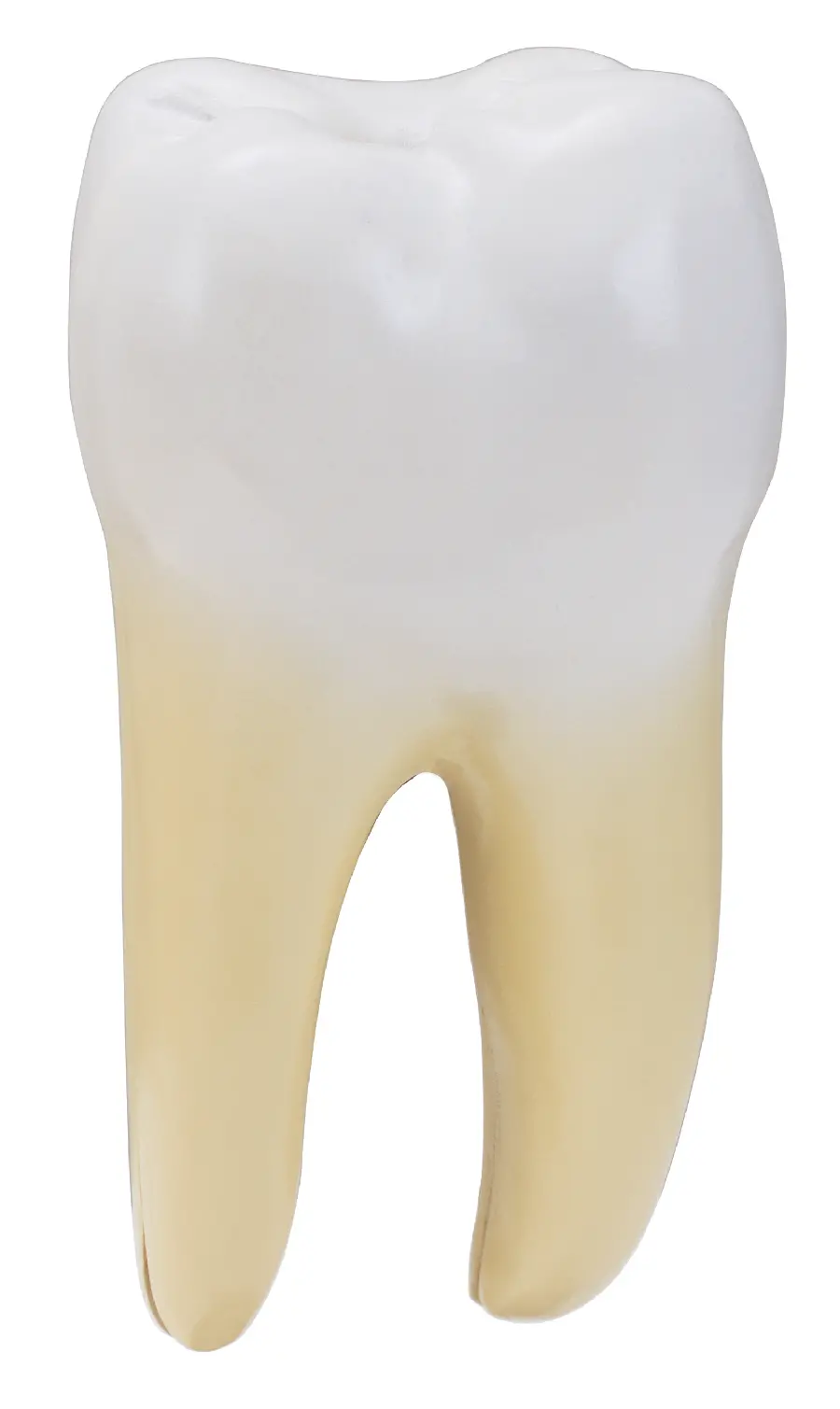 Teeth model photo on white background