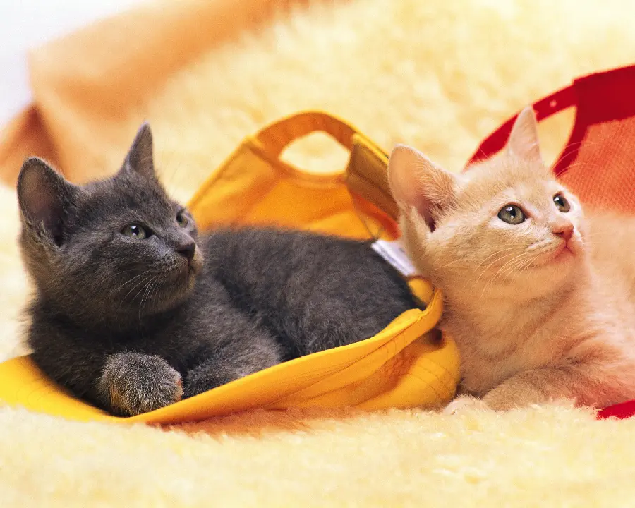 Animal photos