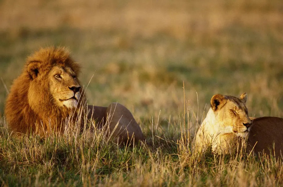 Wildlife
