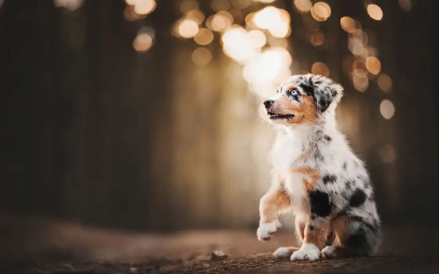 Download Australian Shepherd Dog Background