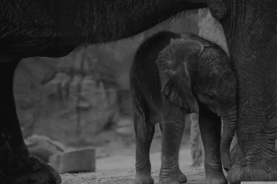 Black and white baby elephant wallpaper
