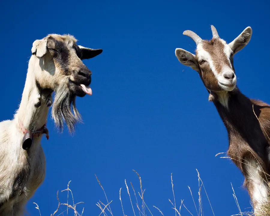 Funny Goat Sticking Out His Tongue to Another Goat