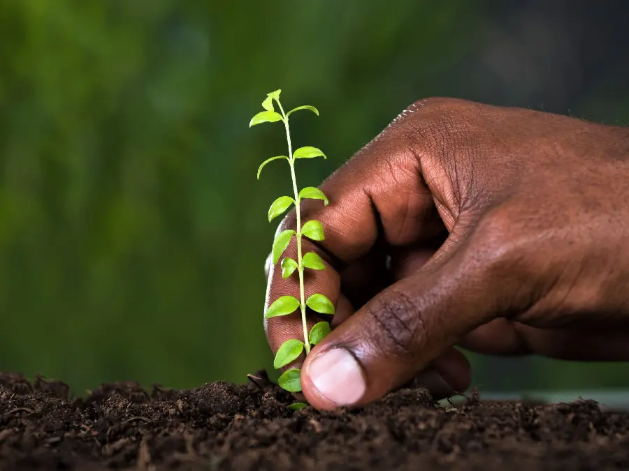 Planting small seedlings in the soil by a male gardener