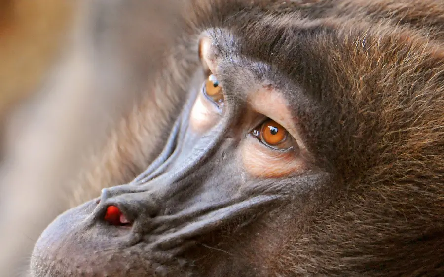 Close-up photo of a baboon face in full HD quality