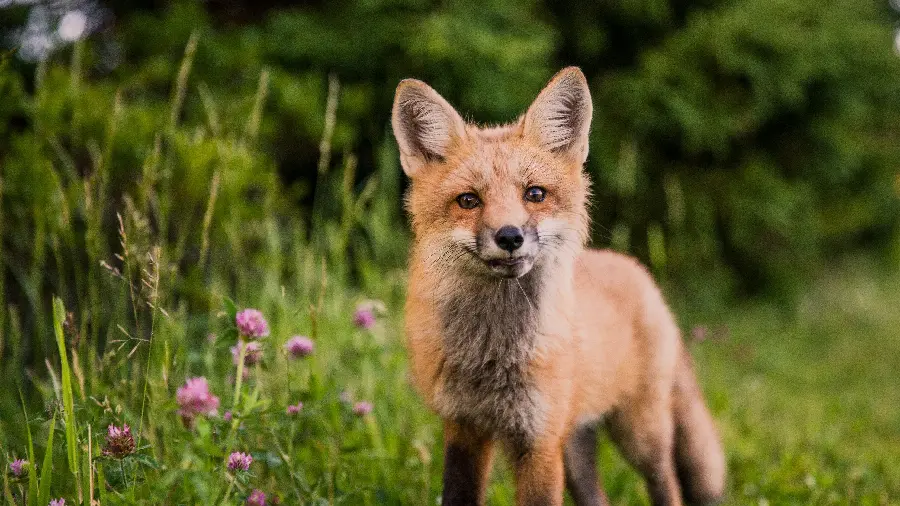 A stock photo of the Kurdistan red fox from the canid species