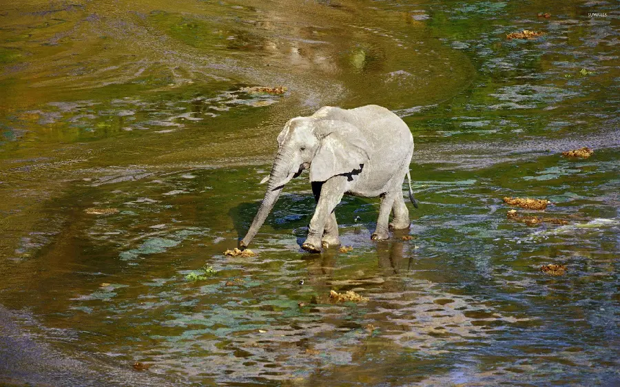 Cute baby elephant walking in the river