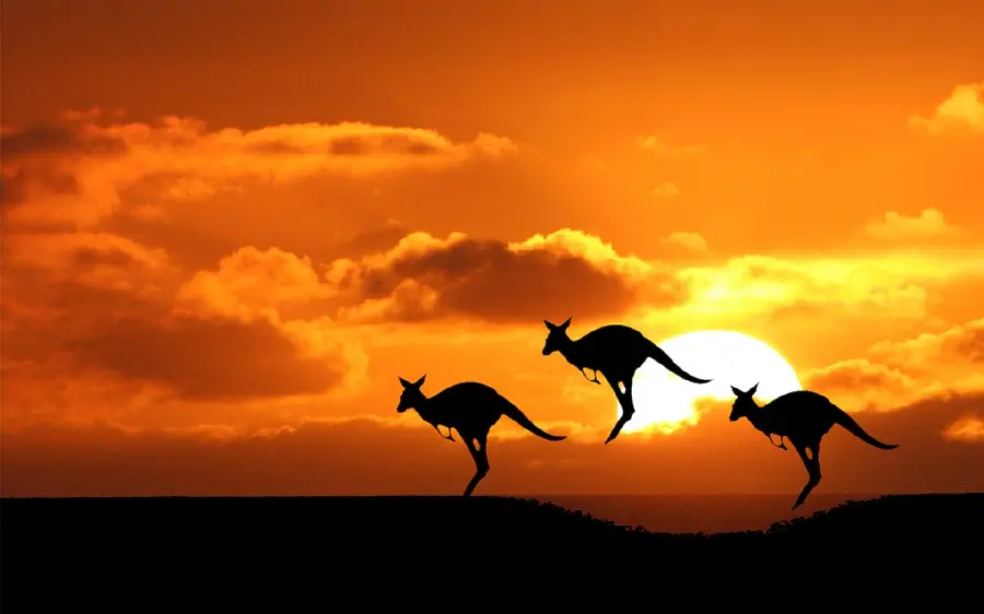 Wallpaper of Kangaroos, the symbol of Australia, and the sunset