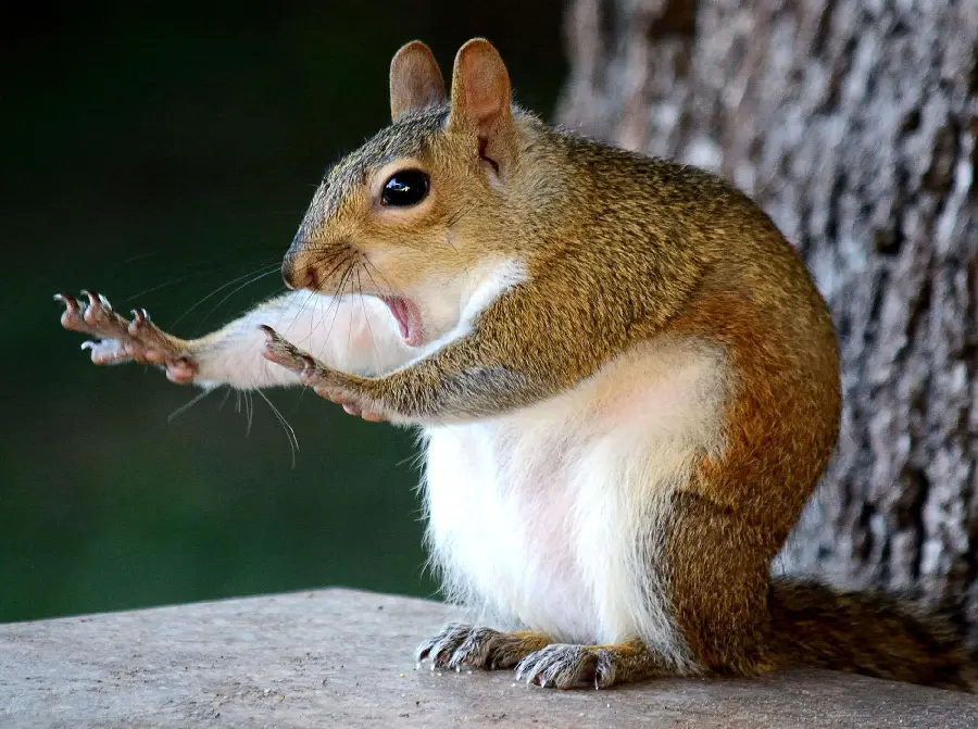 Funny Crazy Animal