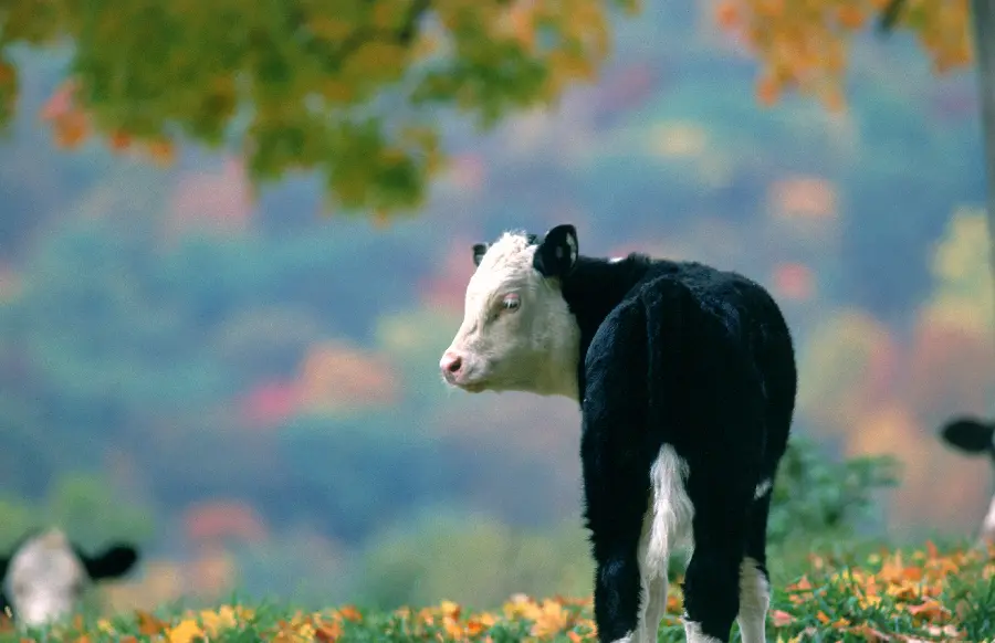 Cow in wildlife documentary