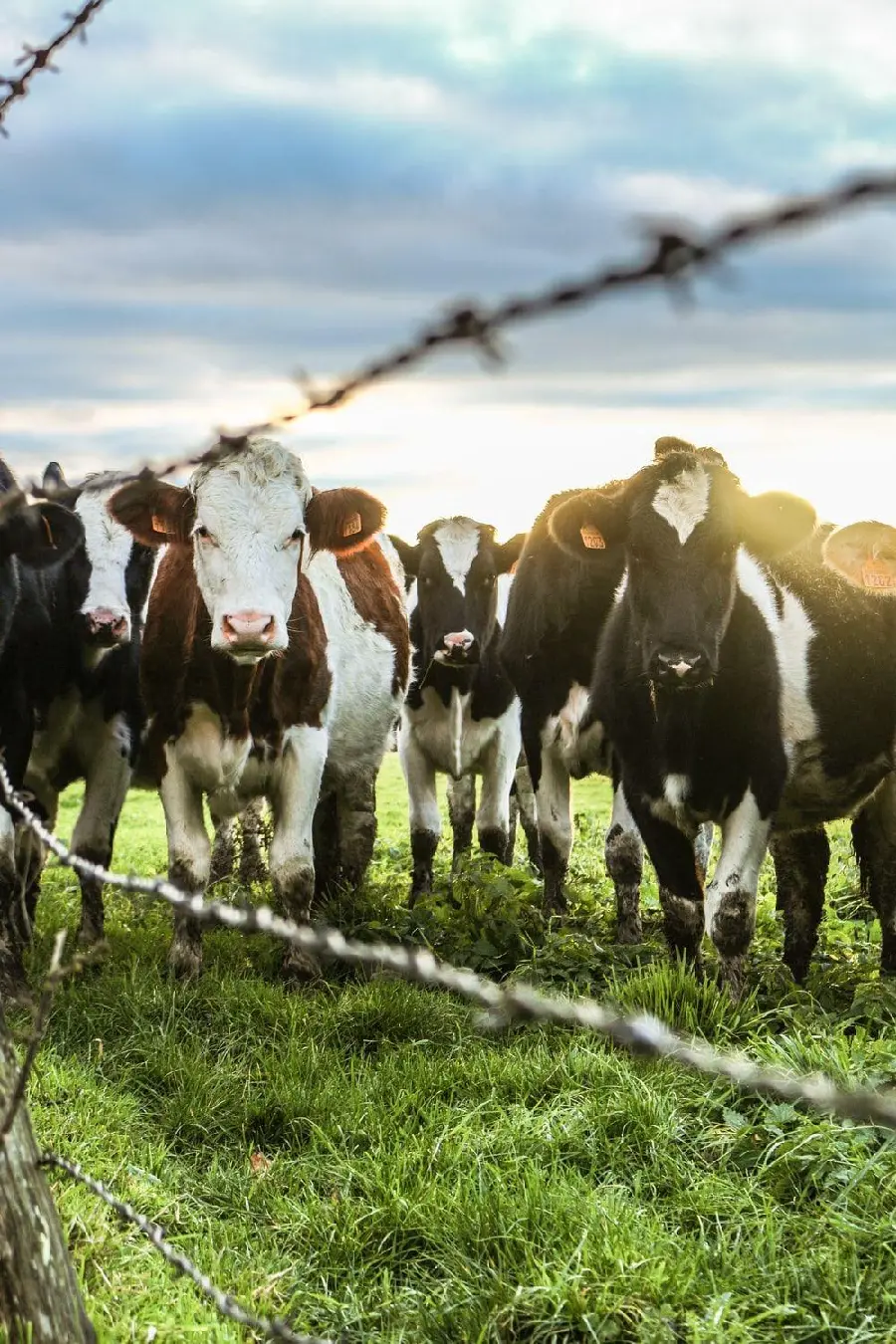 Cow farm wallpaper free download high quality