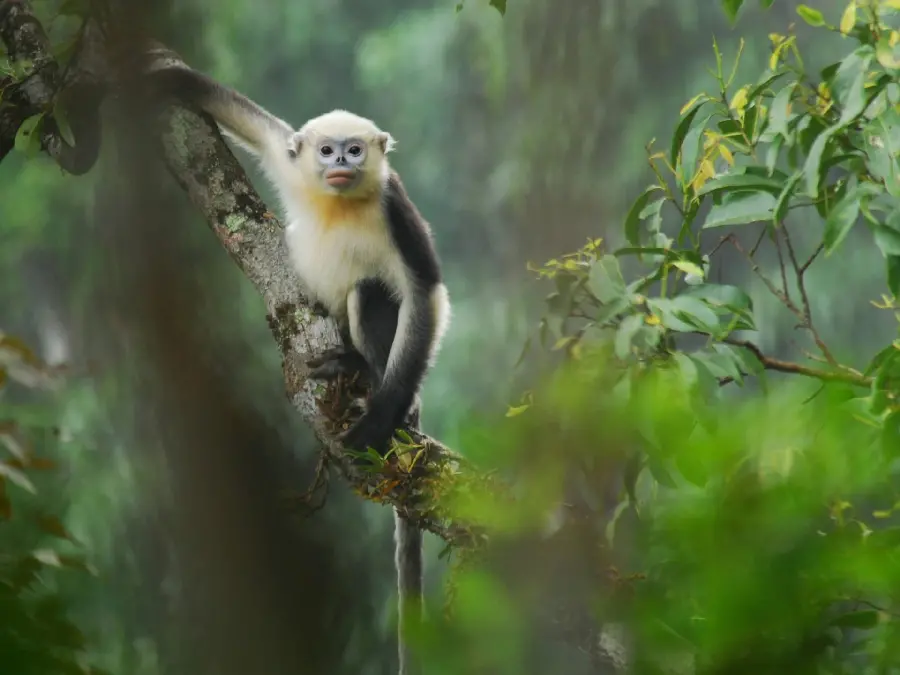 Download full hd quality photo of jungle monkey