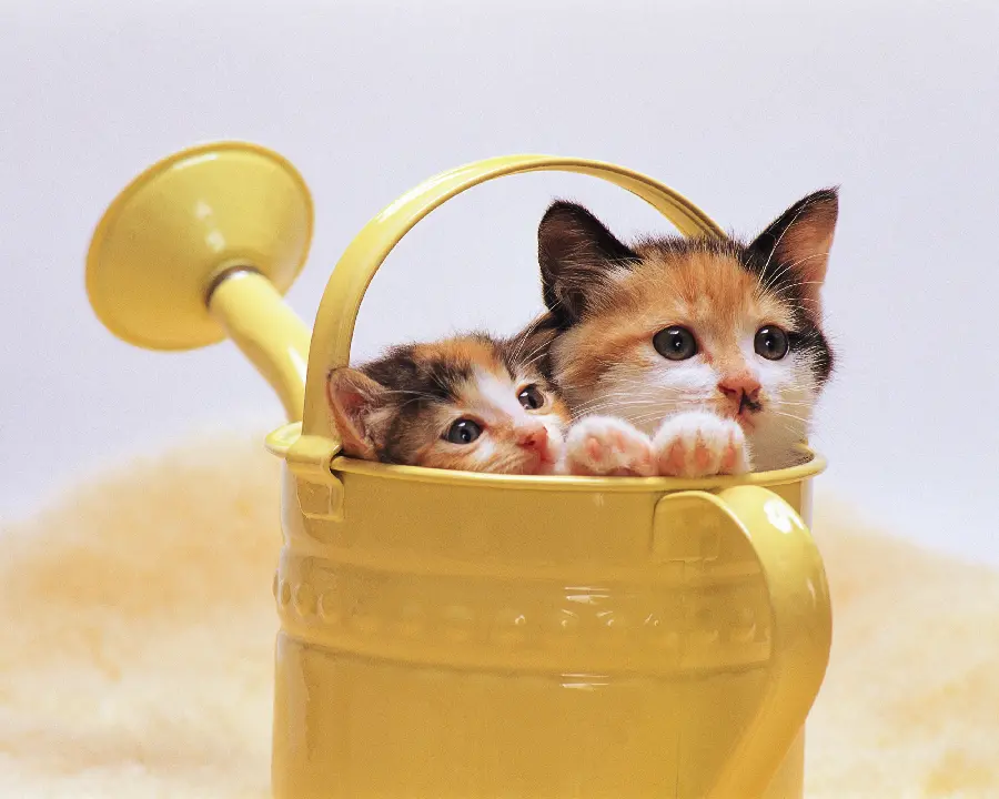 Photos of the most beautiful animals in the world and the world