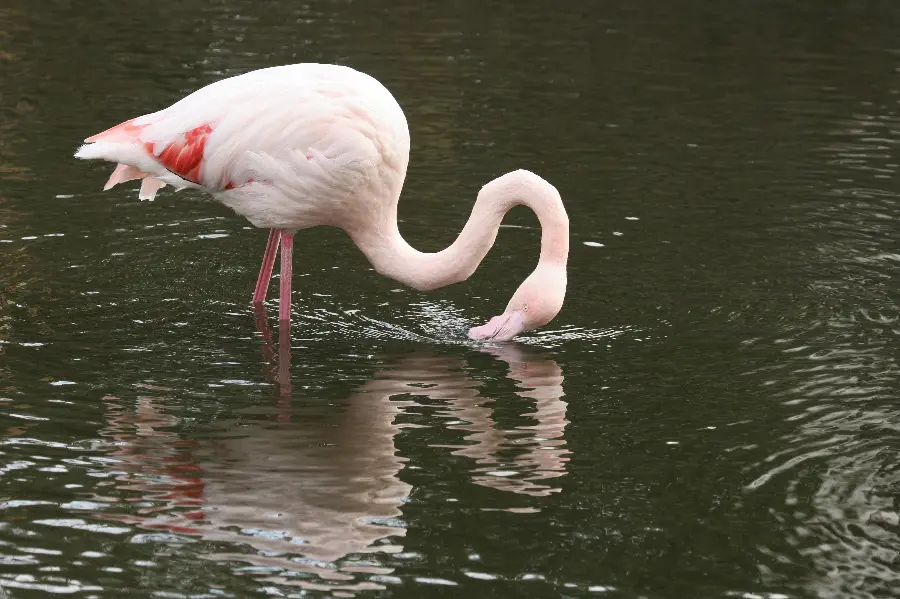 Photo of flamingo in wildlife documentary