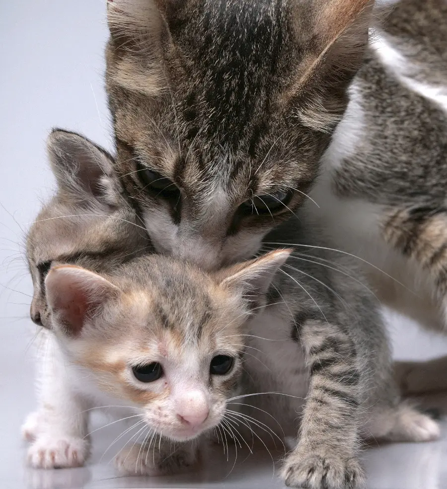 Cute domestic cat wallpapers download with direct link