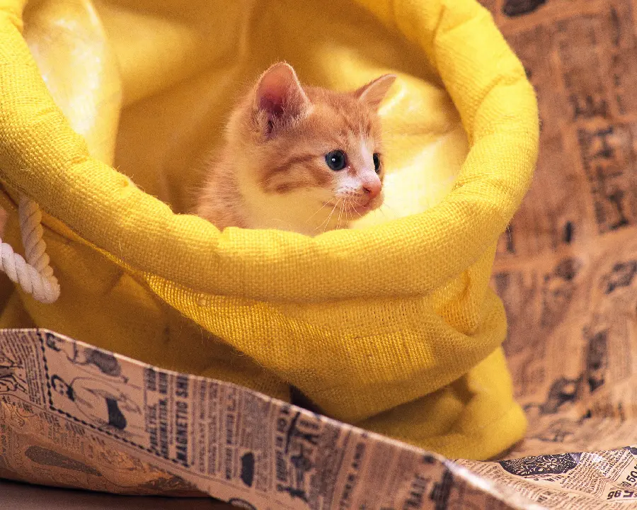 Dog and Cat Pet Background