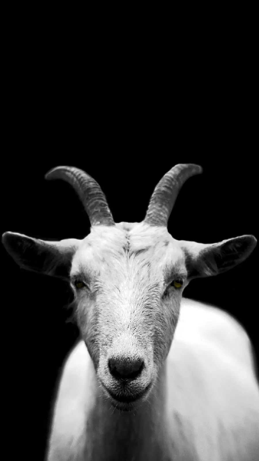 Black and white goat wallpaper for free mobile